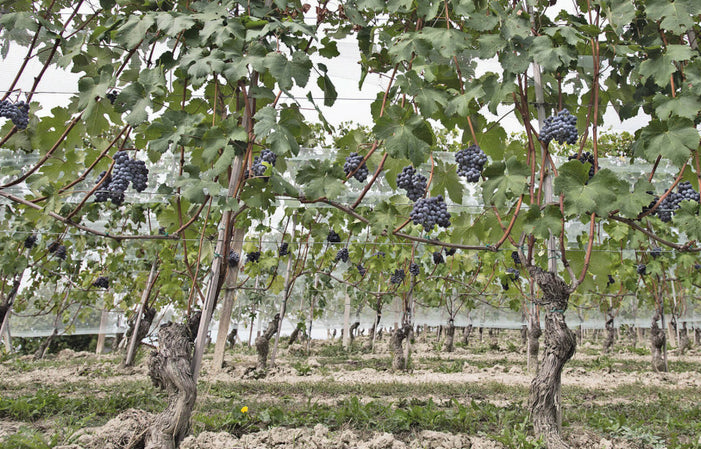 Roberto Voerzio – PERRINE's WINE SHOP