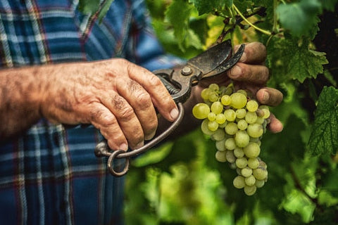 Understanding Pessac-Léognan: Bordeaux’s Benchmark for Dry White Wine
