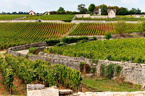 BURGUNDY - EXTRA SAVINGS