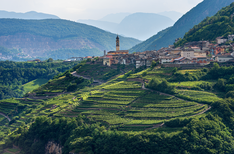 Alpine Wines & Cheeses