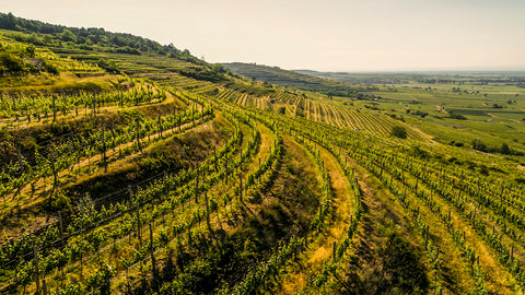 AUSTRIAN WINE