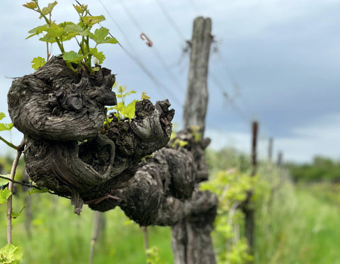 ORGANIC & BIODYNAMIC WINE